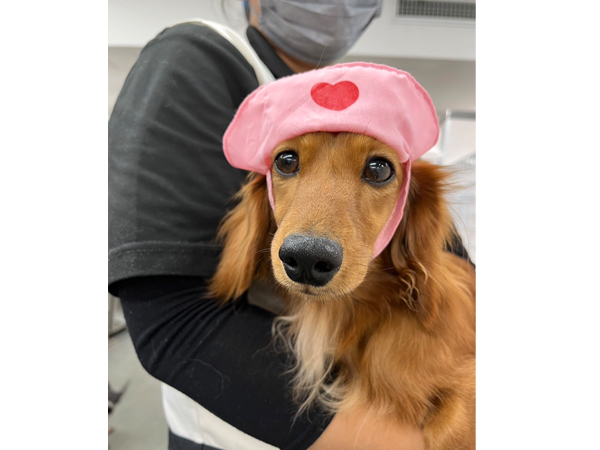 生徒が撮影したモデル犬☆